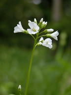 Spring Cress