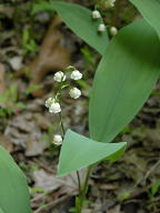 Lily of the Valley