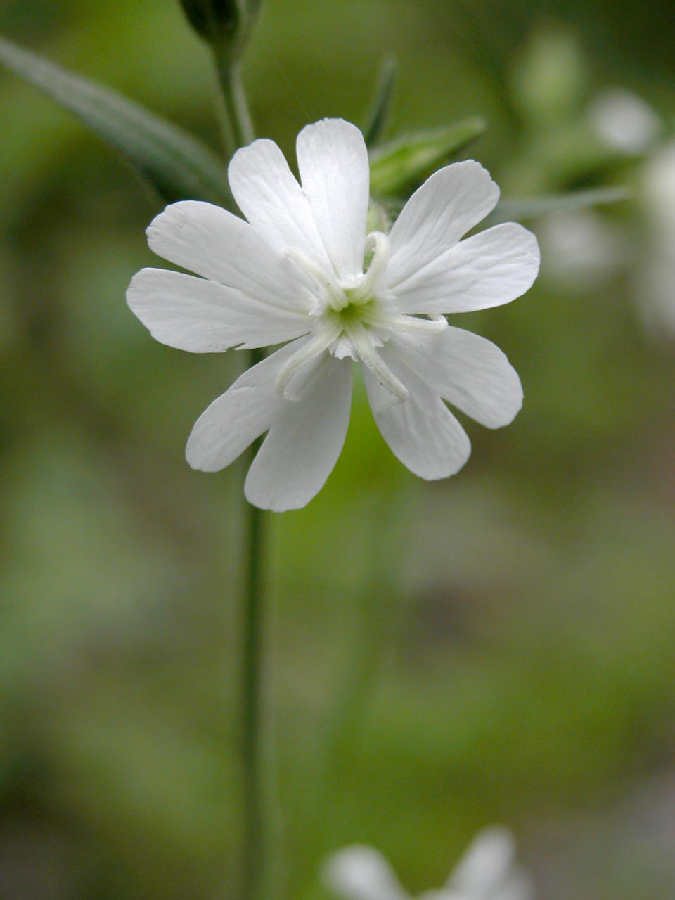 White Campion