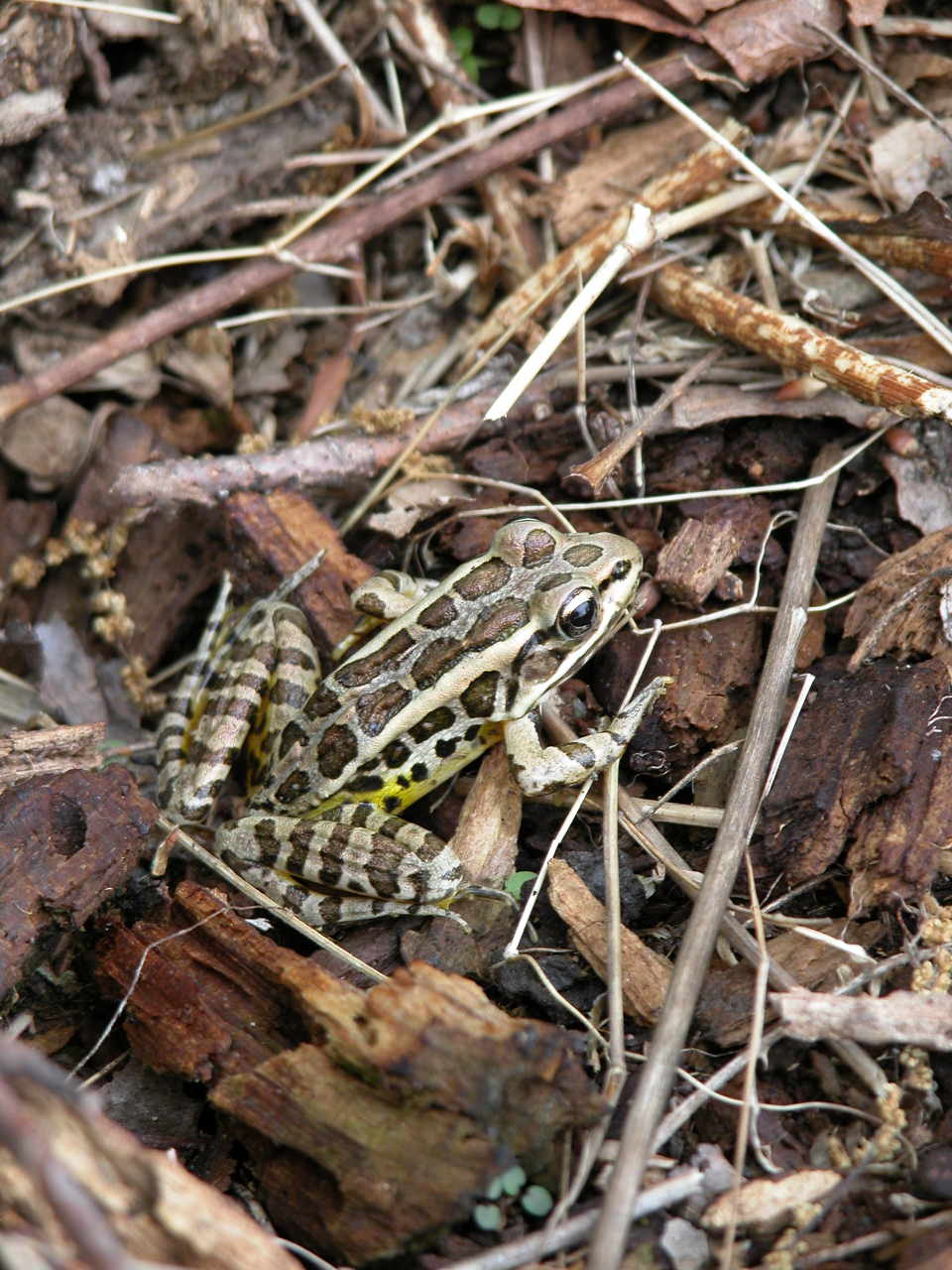 Pickerel Frog