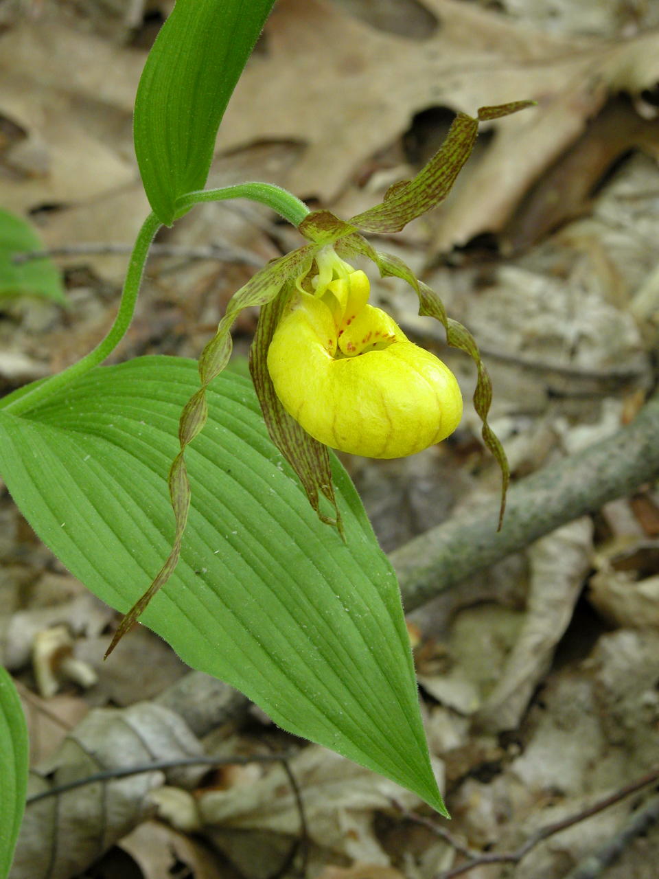 Large Yellow Lady's Slipper