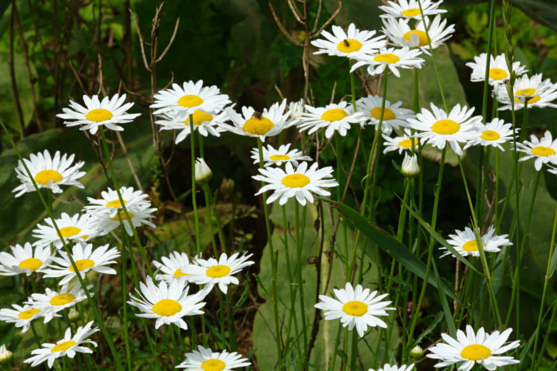 Ox-Eye Daisy