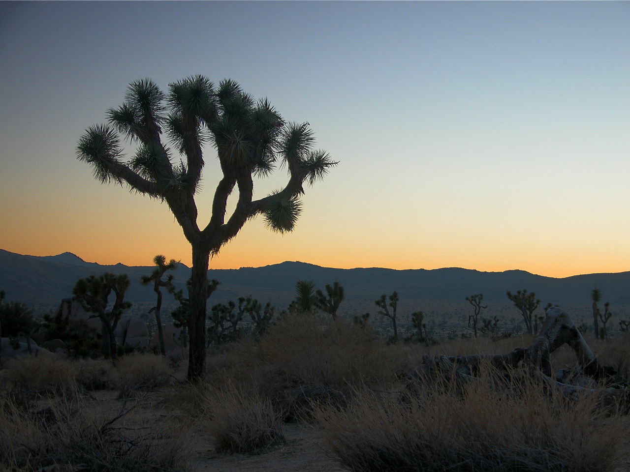 Joshua Tree Sunset