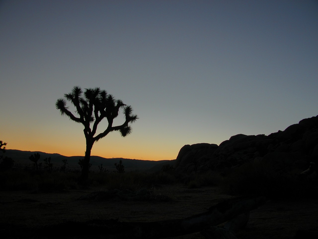 Joshua Tree Sunset