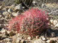 Barrel Cactus