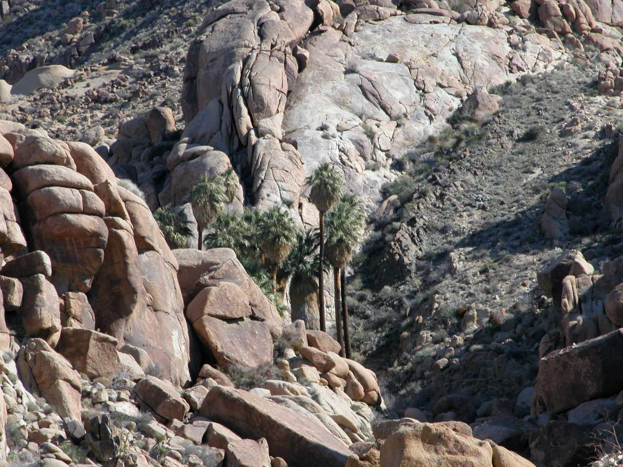 Desert Fan Palms