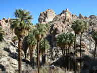 Desert Fan Palms