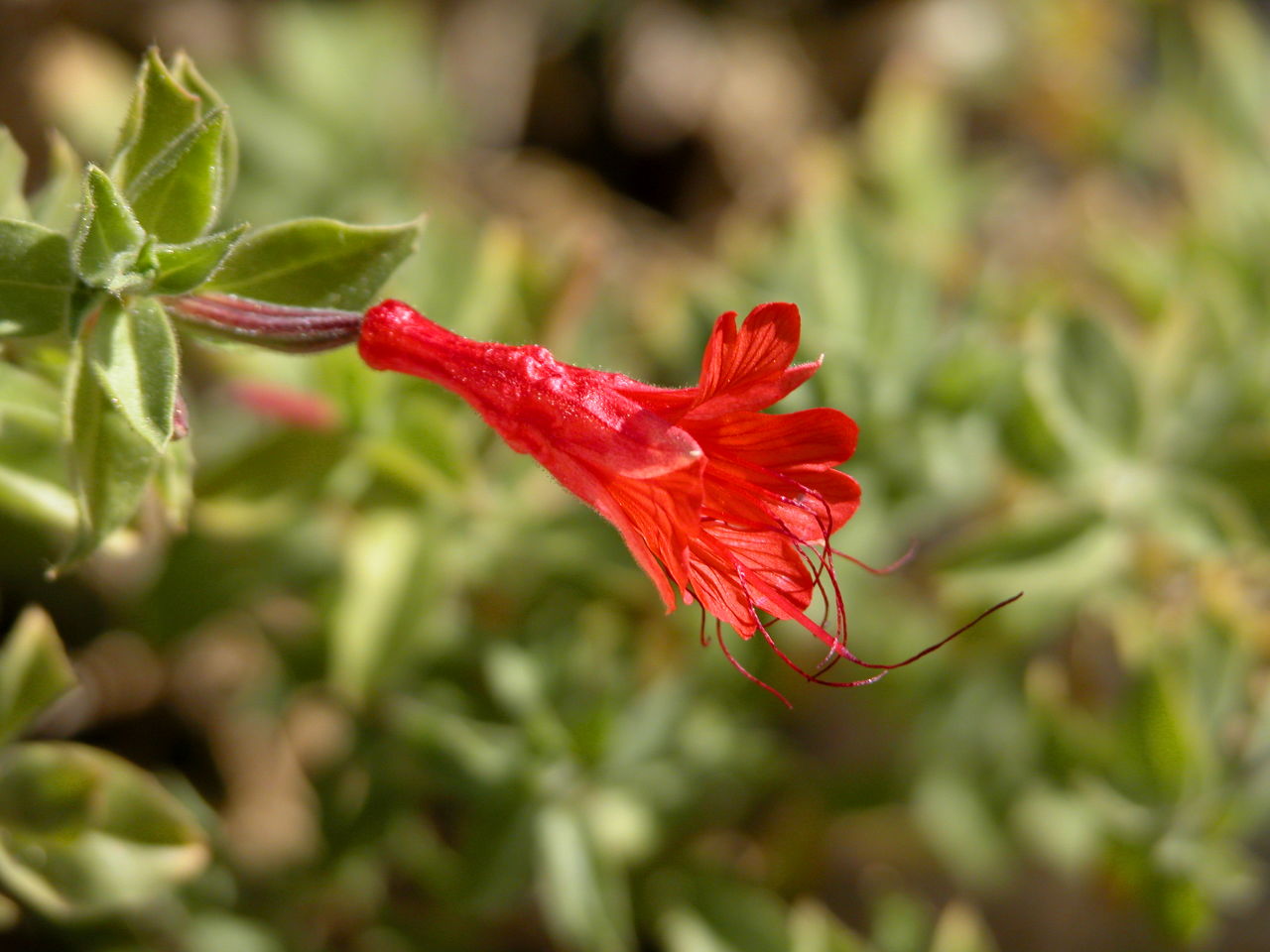 Red Flower