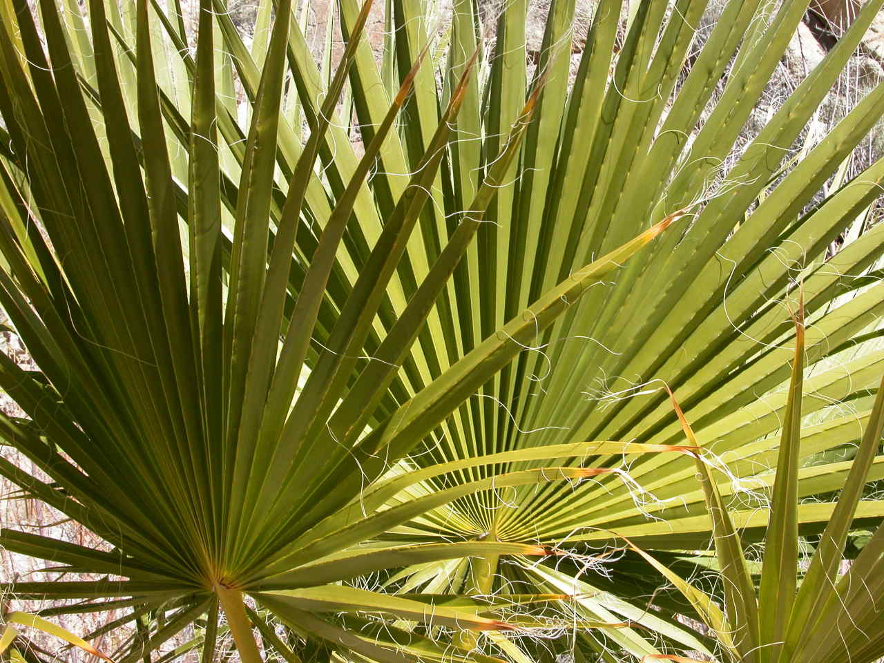 Desert Fan Palm