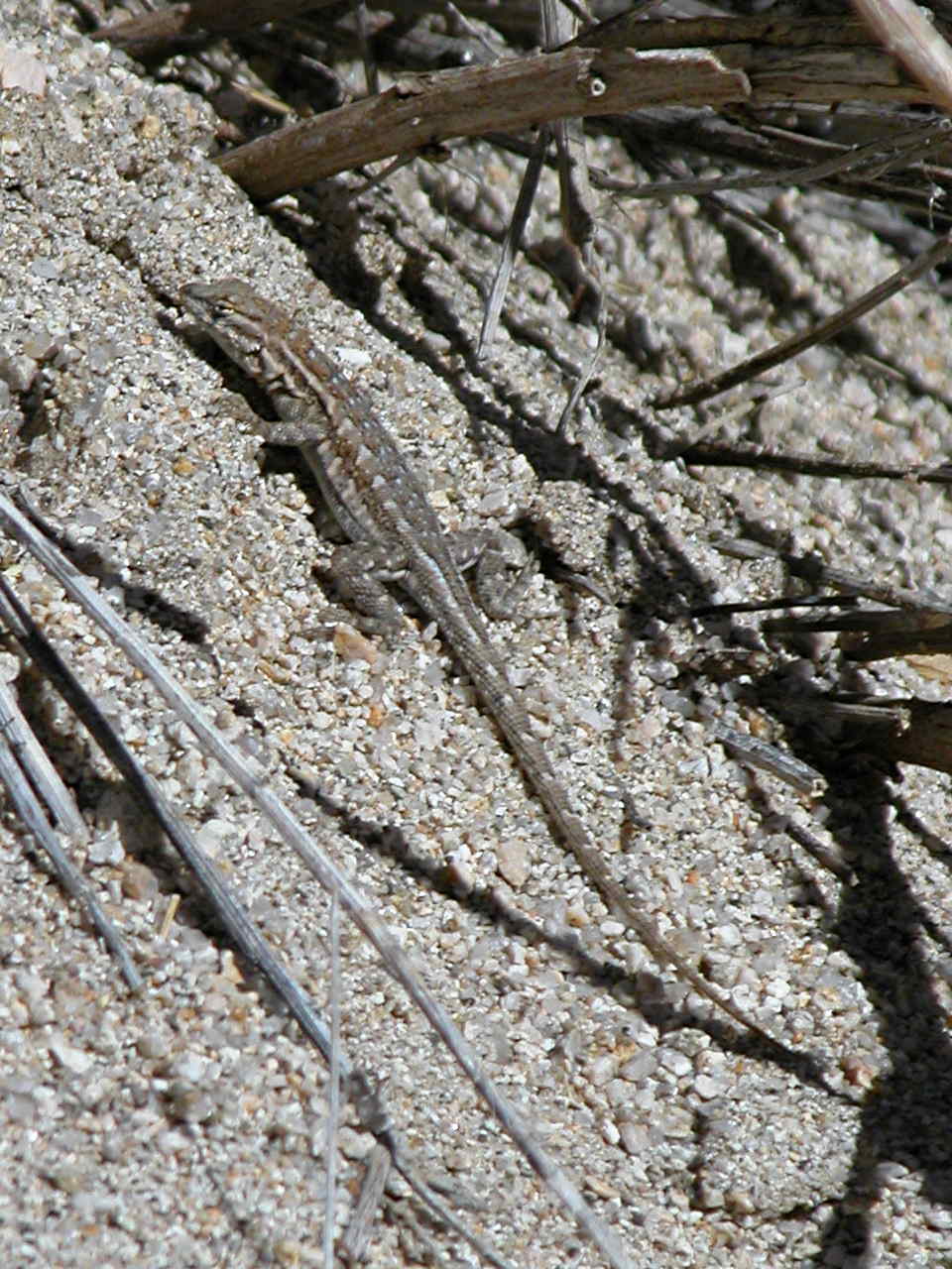 Western Fence Lizard