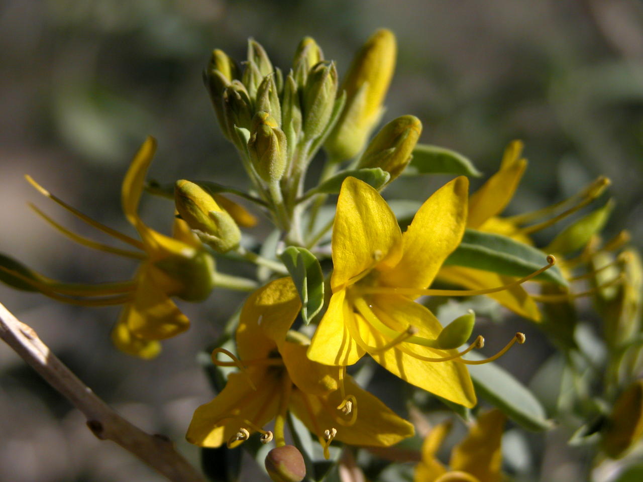 Bladderpod