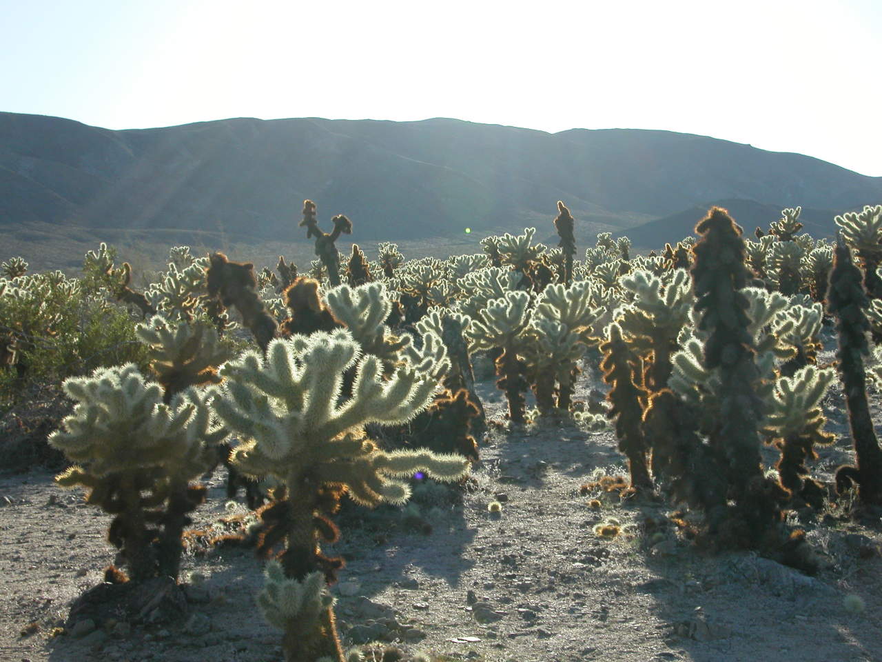 Jumping Cholla Cactus