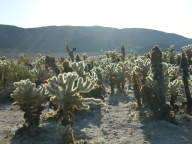 Jumping Cholla Cactus