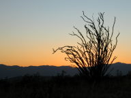 Ocotillo Sunset