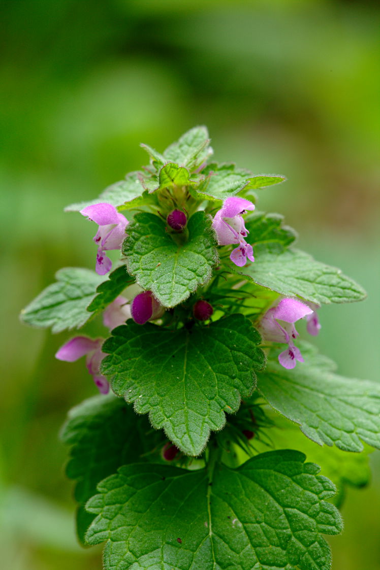 Purple Dead-Nettle