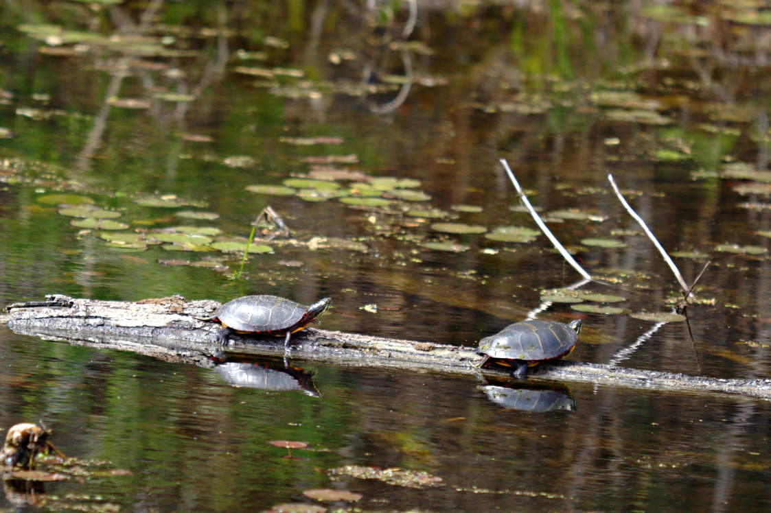 Eastern Painted Turtle