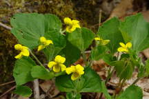 Smooth Yellow Violet