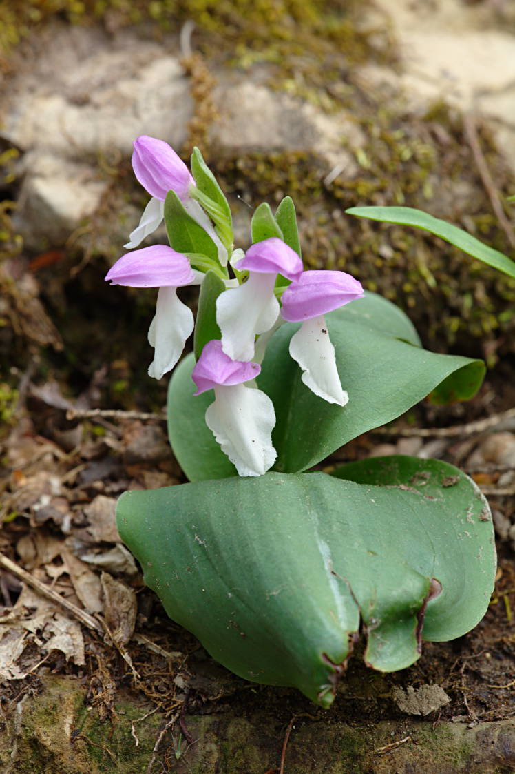 Showy Orchis