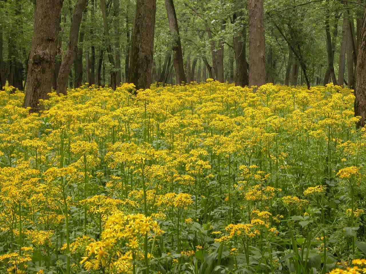 Butterweed