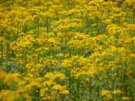 Butterweed