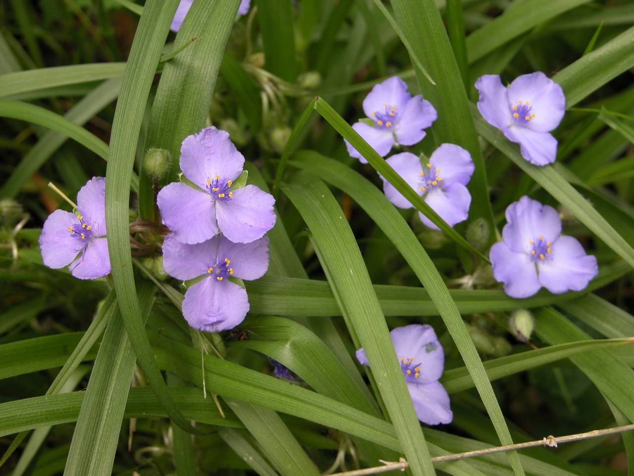 Virginia spiderwort