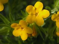 Hairy puccoon