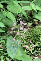 Lily Leaved Twayblade