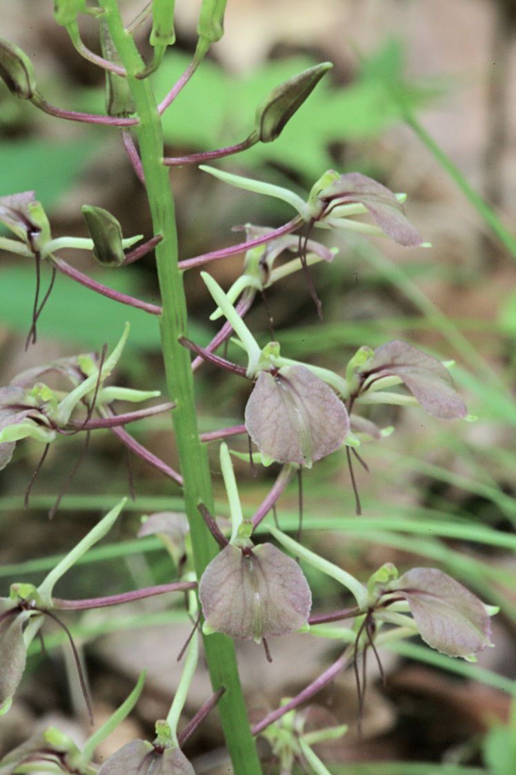 Lily Leaved Twayblade