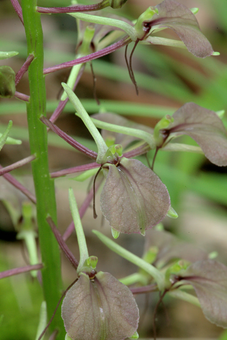 Lily Leaved Twayblade