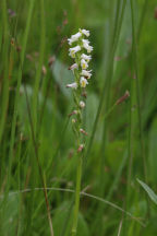 Shining Ladies' Tresses