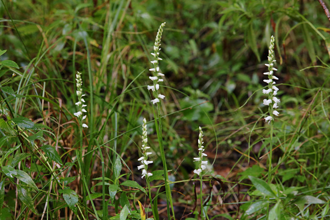 Appalachian Ladies' Tresses