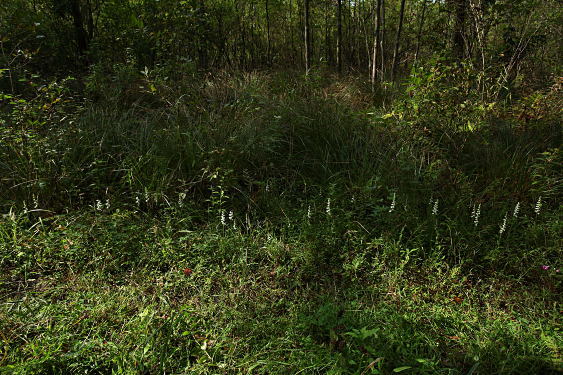 Appalachian Ladies' Tresses