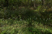 Appalachian Ladies' Tresses