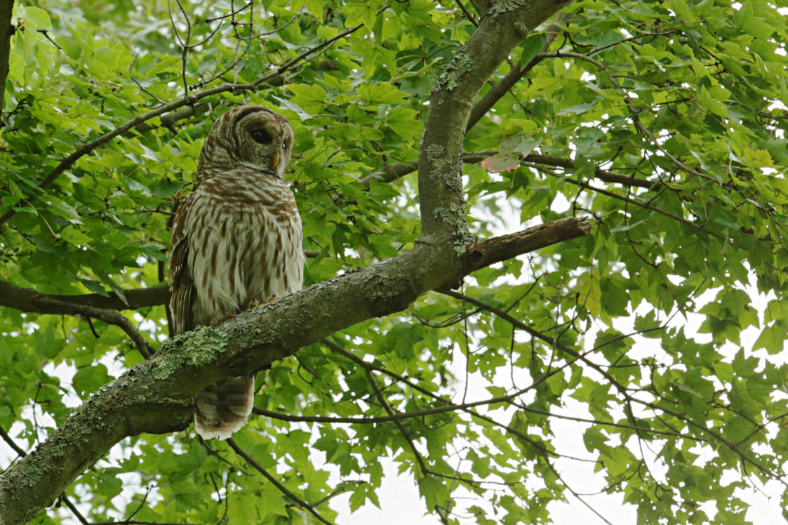 Barred Owl