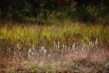 Nodding Ladies' Tresses