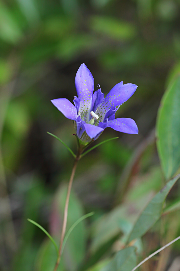 Pine Barren Gentian