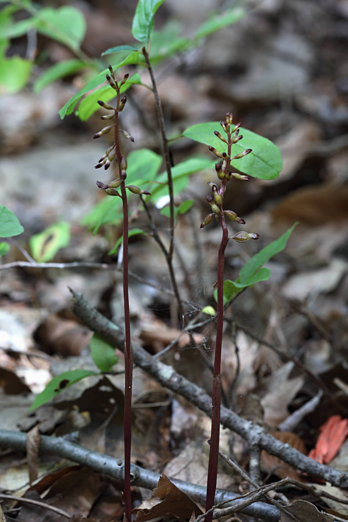 Autumn Coralroot