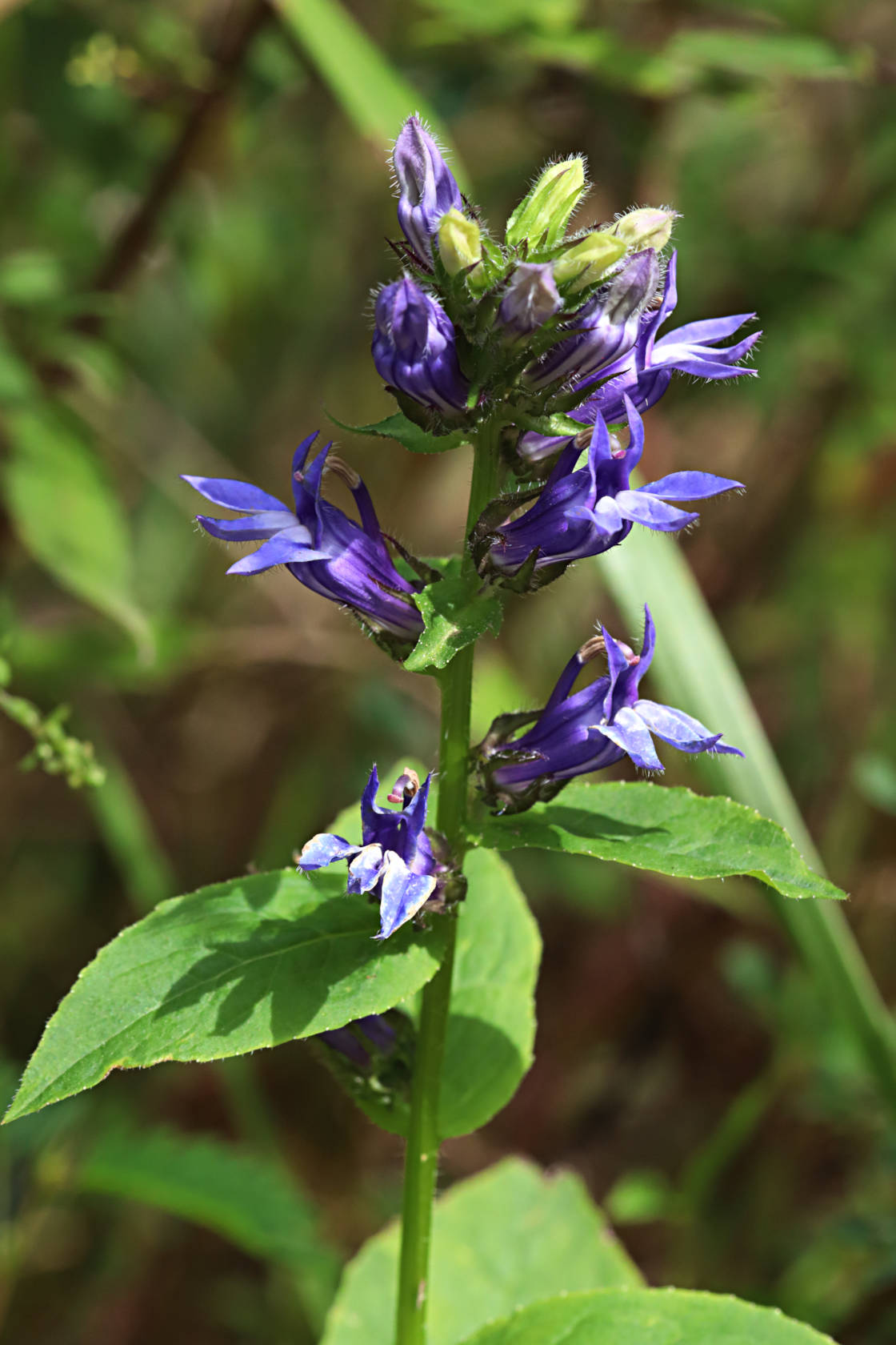 Great Blue Lobelia