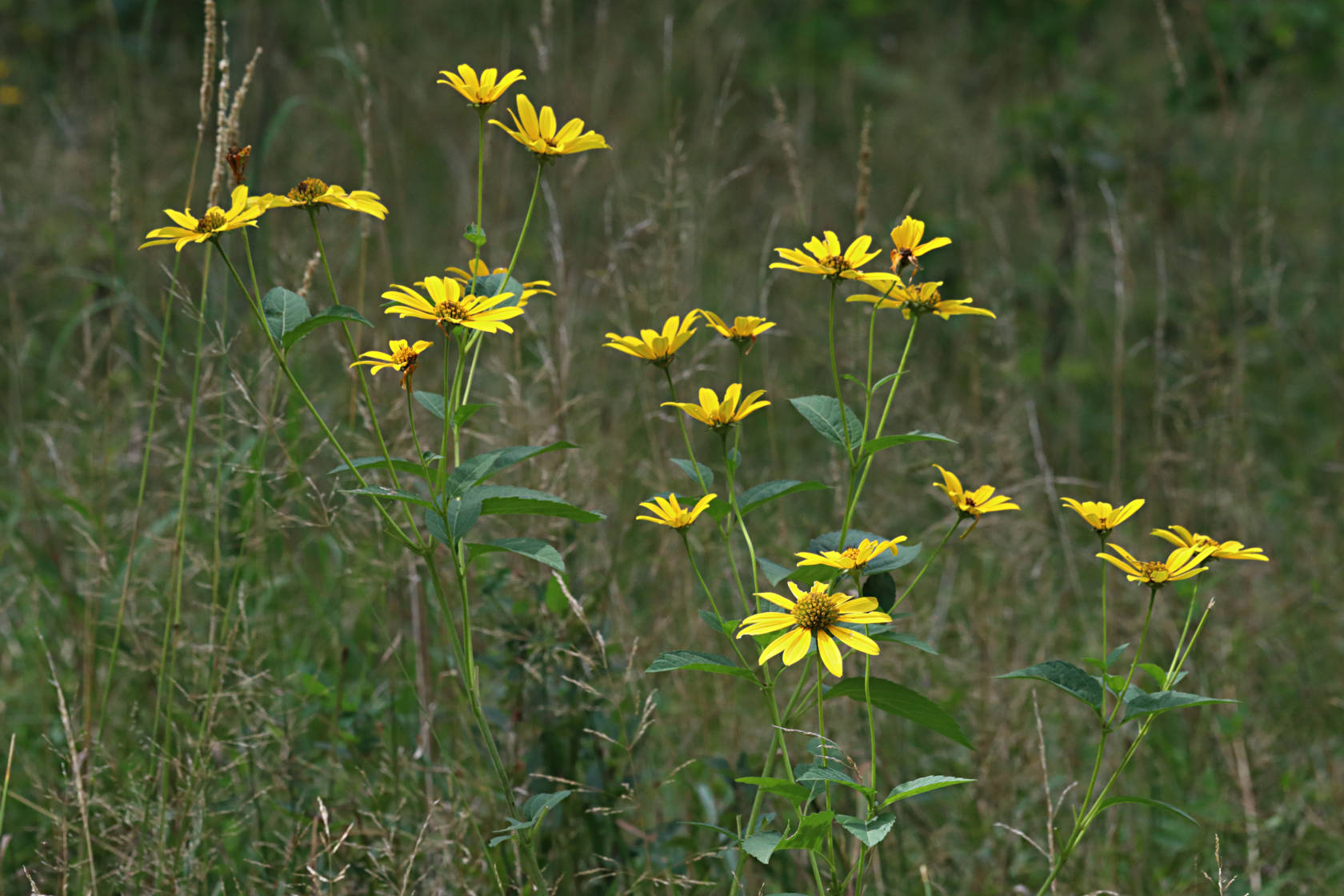 Rough-Leaved Sunflower