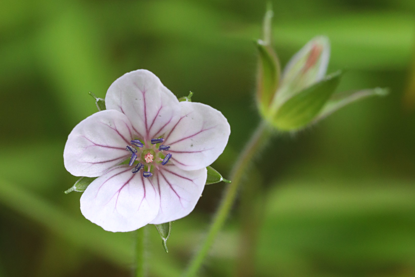 Siberian Cransebill