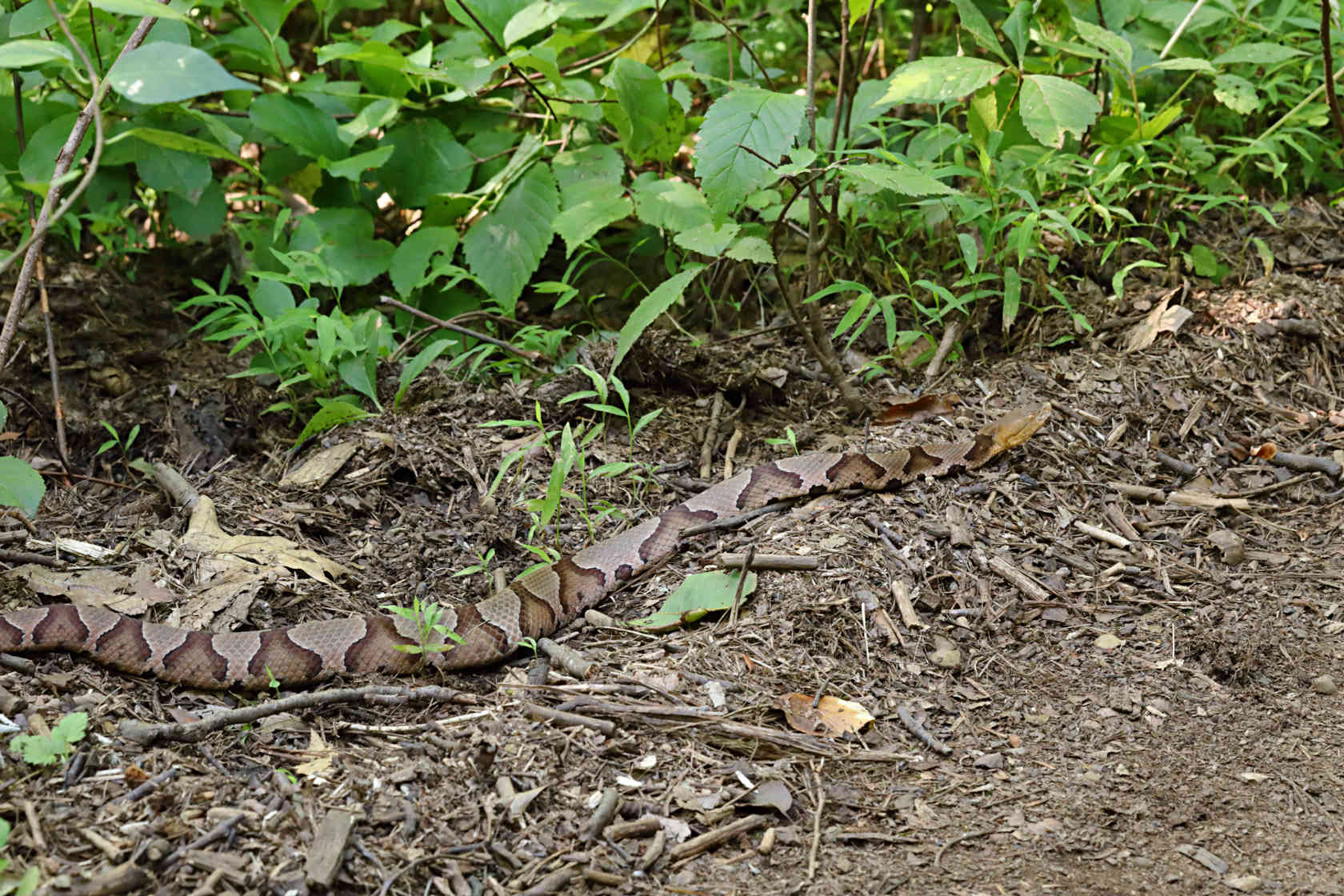 Northern Copperhead