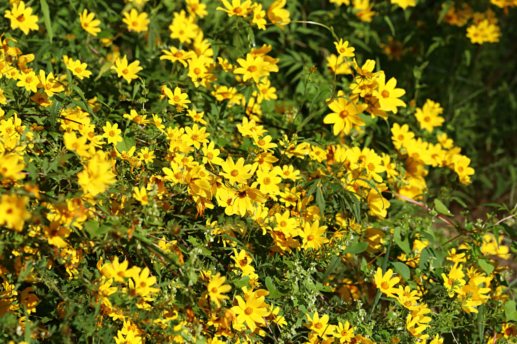 Midwestern Tickseed Sunflower