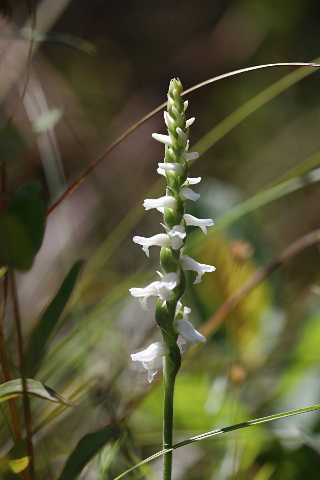 Nodding Ladies' Tresses