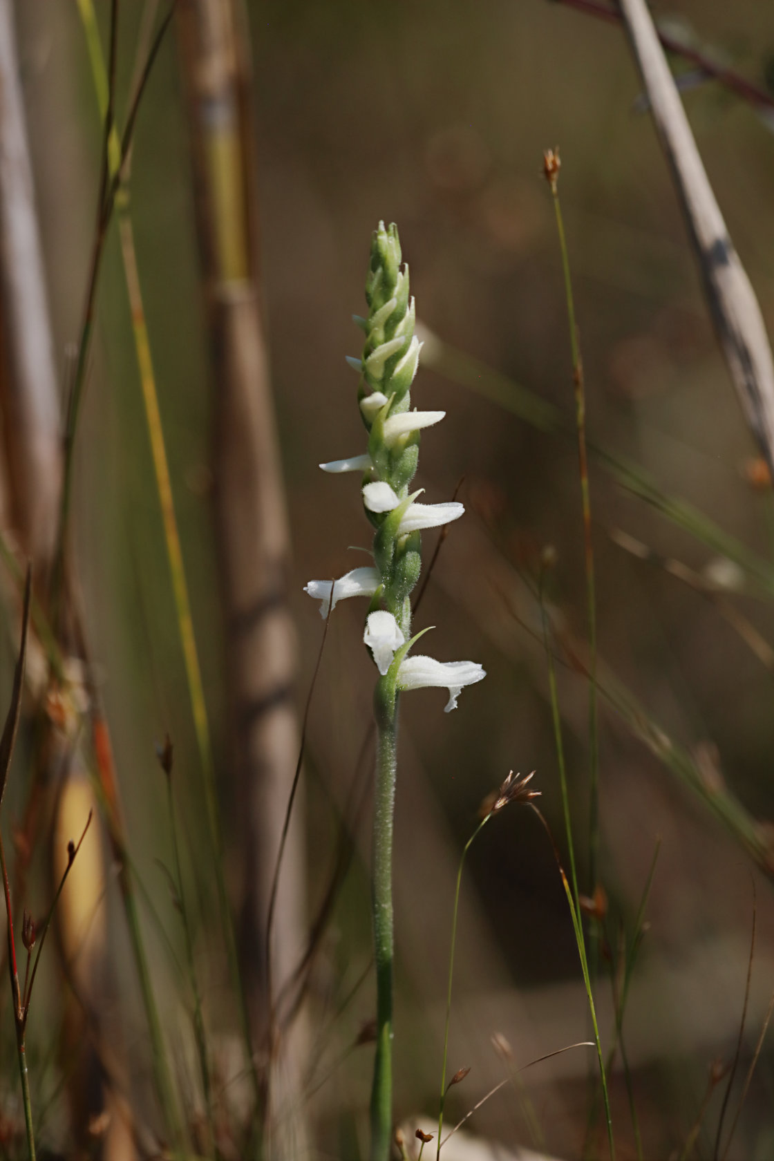 Nodding Ladies' Tresses