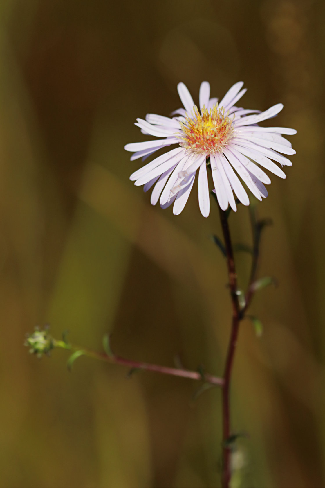 Northern Bog Aster