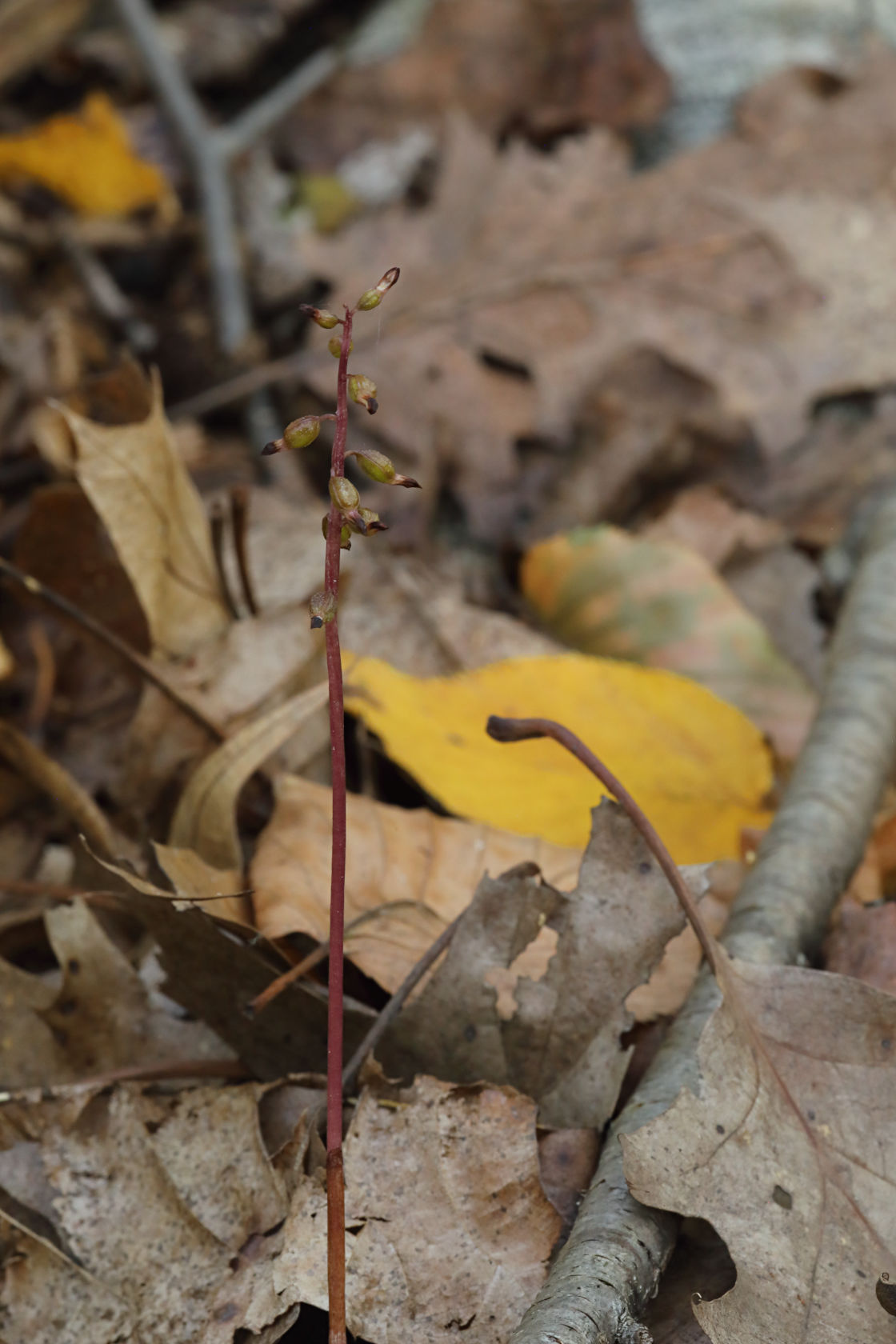 Autumn Coralroot