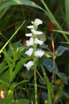 Appalachian Ladies' Tresses