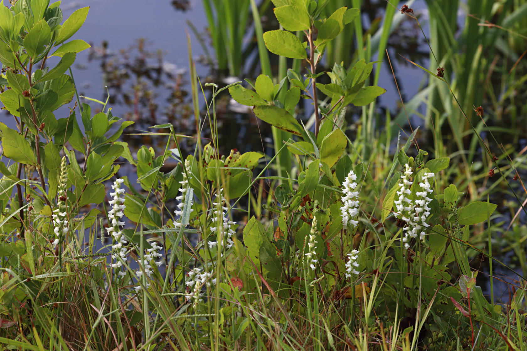 Appalachian Ladies' Tresses