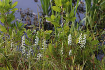 Appalachian Ladies' Tresses