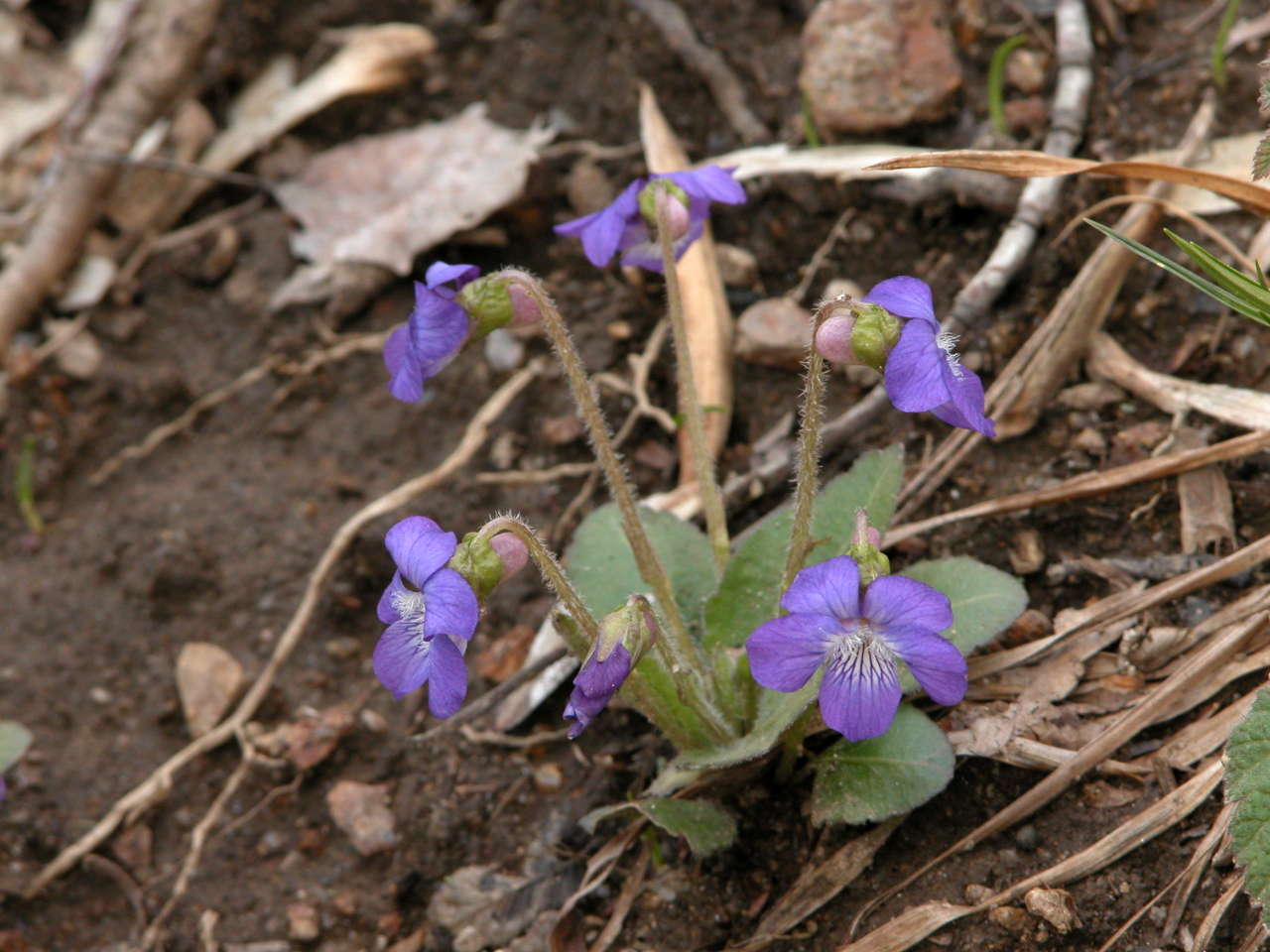 Arrow-Leaved Violet